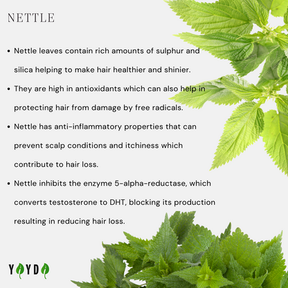 Benefits of Nettle with images of the leaves