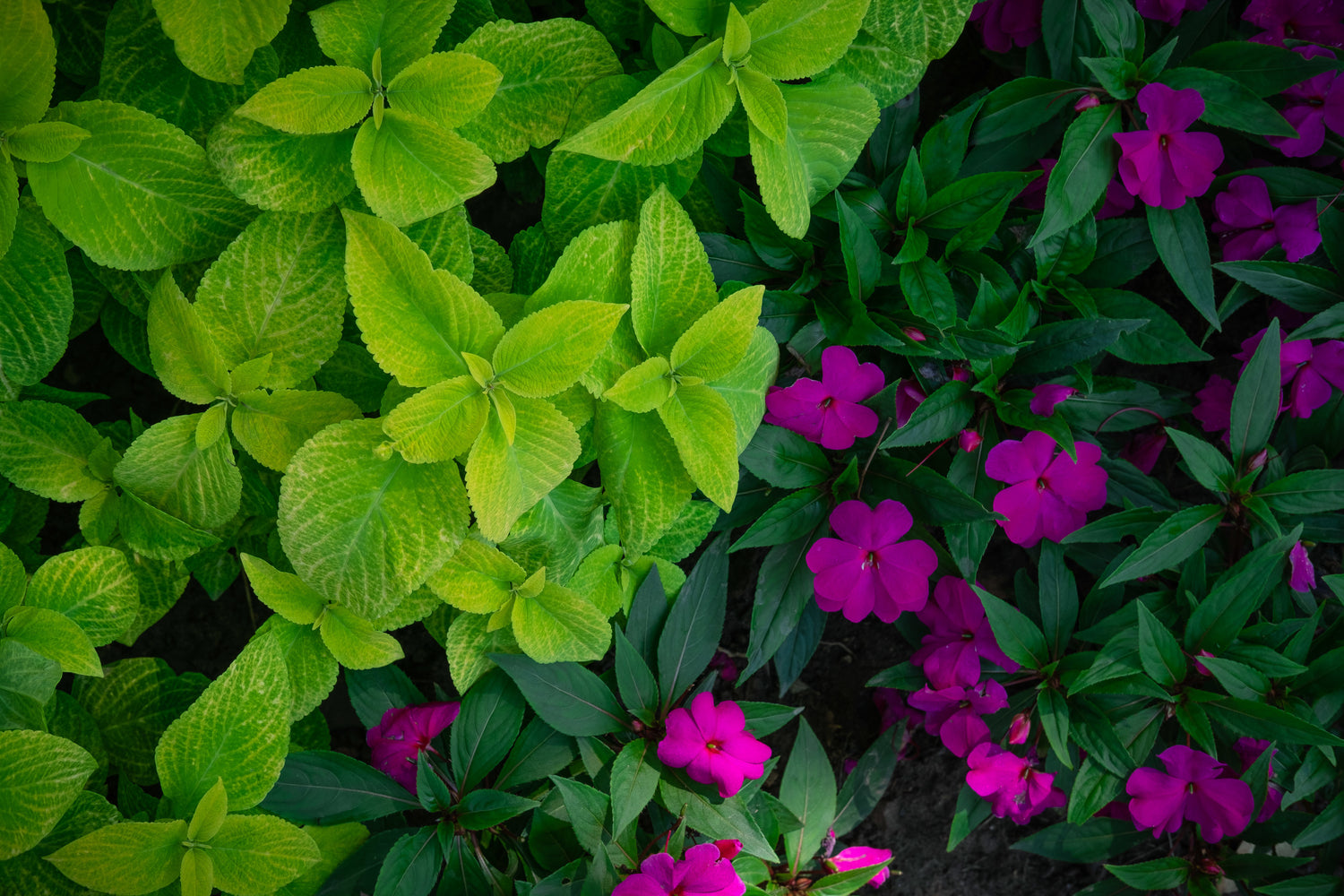 Flower bed with green and purple flowers